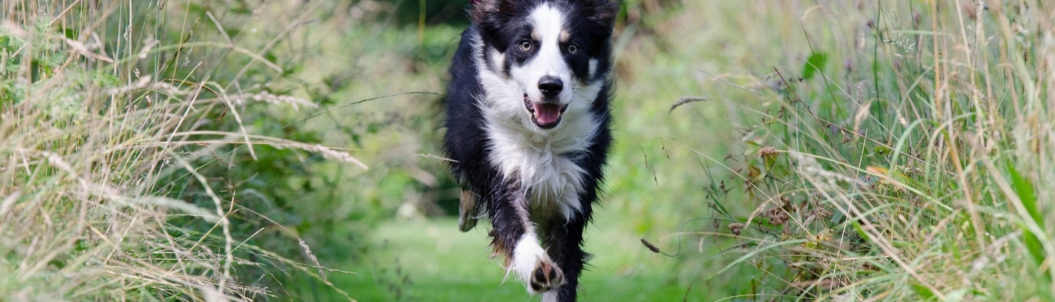border-collie-662786_1920